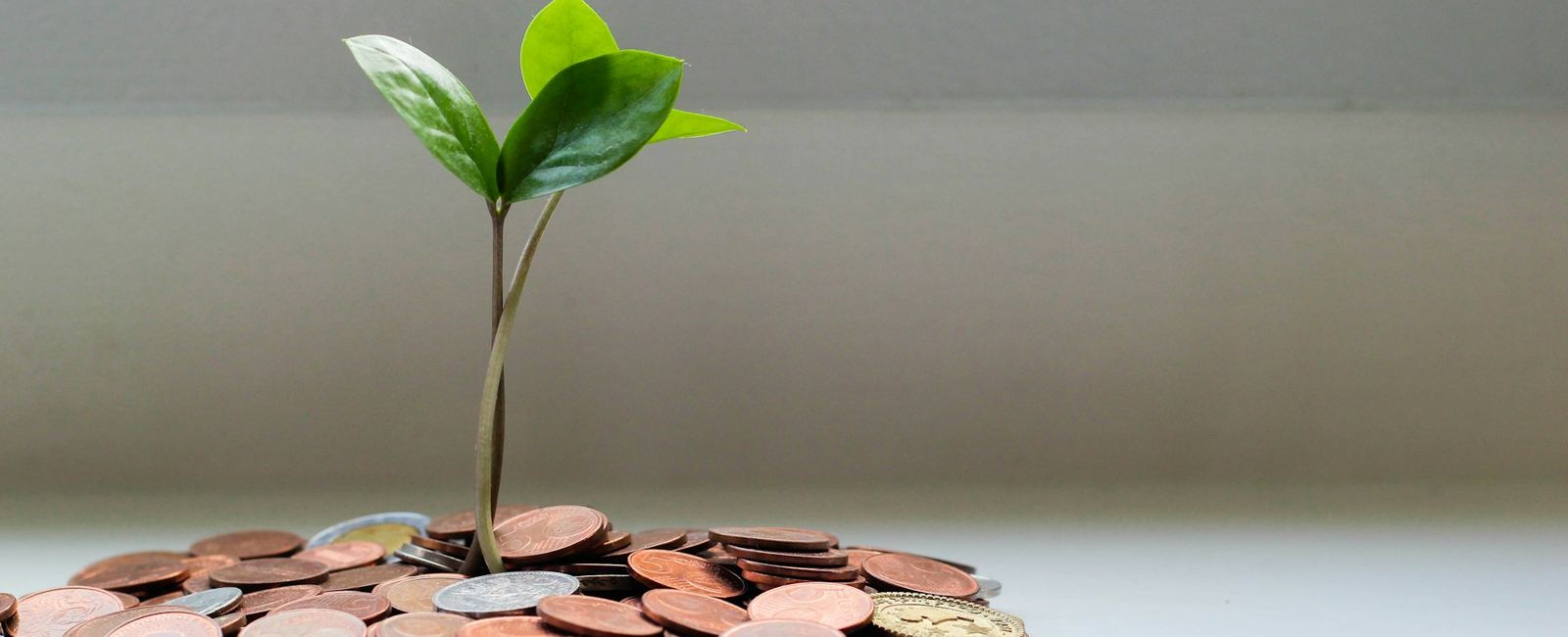 Cây xanh nhỏ bên trên những đồng xu tượng trưng cho tích lũy lâu dài